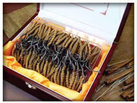 白城冬虫夏草回收